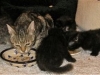 Astrid and her kittens
