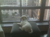 Sir Beardsley with a view!