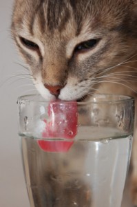 dehydration-in-dogs-and-cats-3