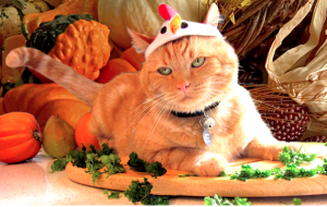 Cat-Served-Up-For-Thanksgiving-Dinner