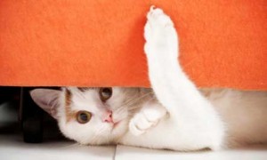 cat-hiding-playful