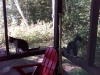 Ginger & Gibby in the Adirondacks