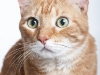 Butter Purr