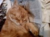 Sleepy Butter
