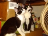 Ginger and Gibby