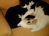 Ginger and Gibby