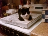 Gibby