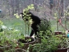 Garden Kitty