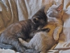 MAFA Kittens